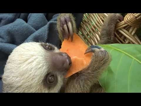 Rescue Center in Costa Rica Is a Happy Home for Playful Sloths
