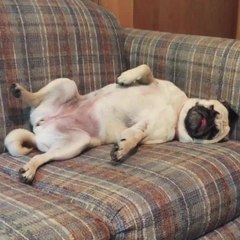 Pug illustrates how we all feel on Mondays