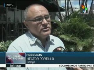 Honduras reconoce limitaciones para enfrentar la plaga del gorgojo