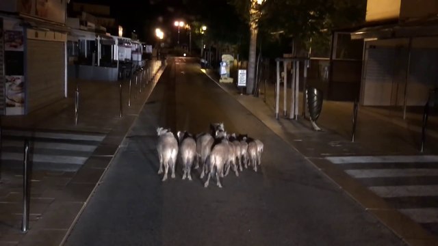 Une dizaine de sangliers se balade en plein centre-ville