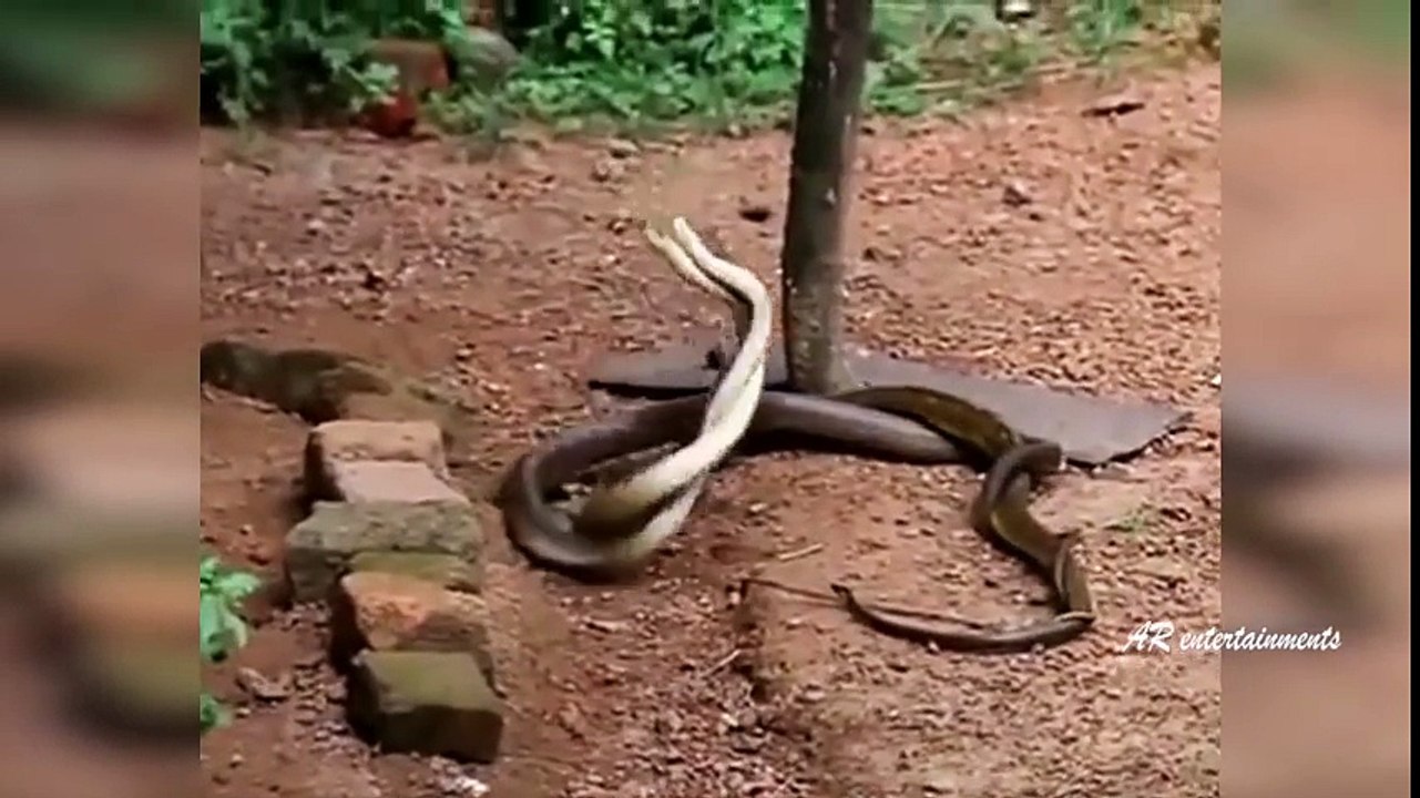 Snake Vs Snake