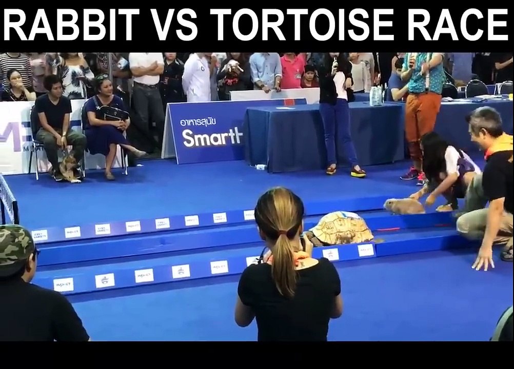 Une tortue plus rapide qu'un lapin