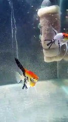 reproduction scalaire red devil