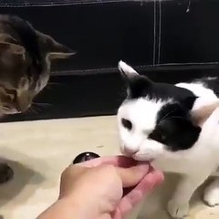 These #cats Ring the bell for Food.