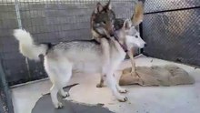 Casal adota cão bebé e mais tarde descobre que afinal é um lobo