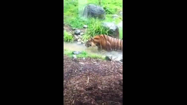 Tiger stalks and hunts child at Dublin Zoo