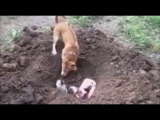 Dog Burying His Partner