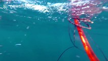 Shark steals spearfisherman's catch off the coast of Florida