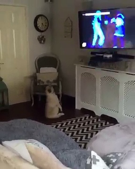 Une drôle de danse pour ce chien !