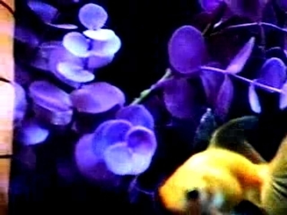 mon poisson