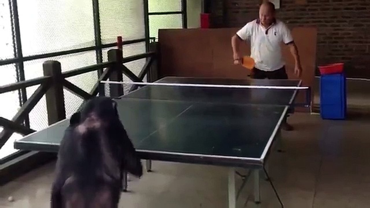 Ce singe est le champion de Tennis de table