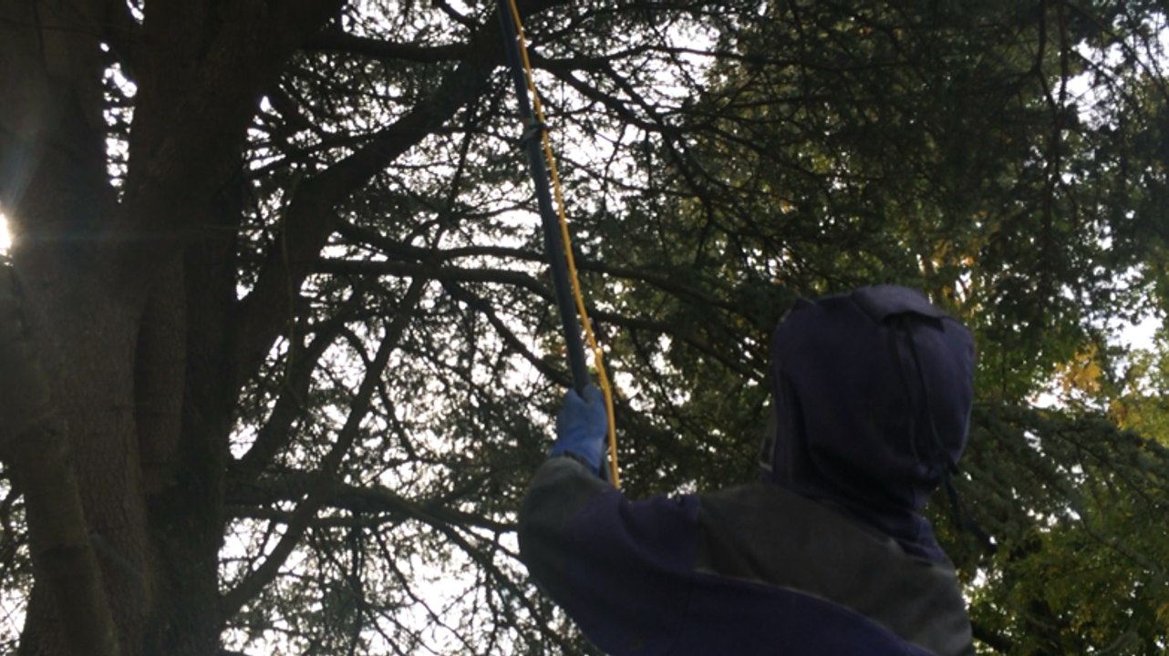 Sa mission : combattre les nids de frelons asiatiques