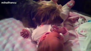 Best Of Funny Cats And Dogs Protecting Babies Compilation 2014 [NEW]
