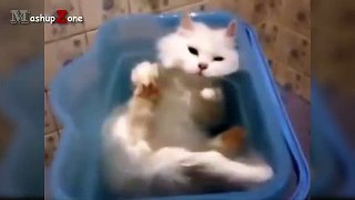 Best Of Funny Cats In Water Compilation 2016 - NEW HD