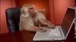 Funniest Video Ever - Funniest Monkey - Very Funny Video