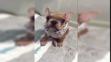 Puppy Is Trying To Say