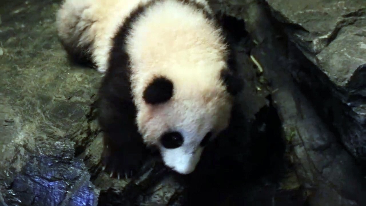 Tian Bao chute d'un rocher