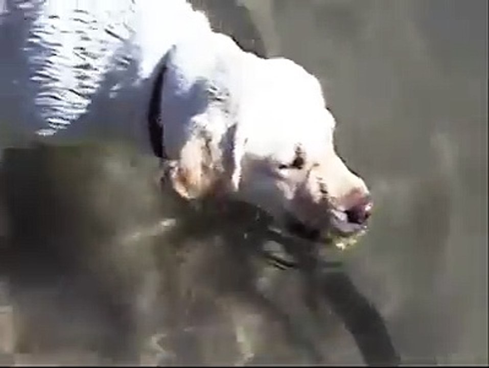 La strana amicizia del cane e della carpa