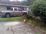 Bird Bullies Cat EPIC FAIL!!! w YouTube Editor - YouTube