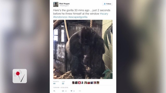 Escaped Gorilla Recaptured at London Zoo