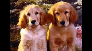 En Güzel 10 Köpek Irkı  10 of the Most Beautiful Dog Breeds