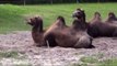 Zoo Opole Camels