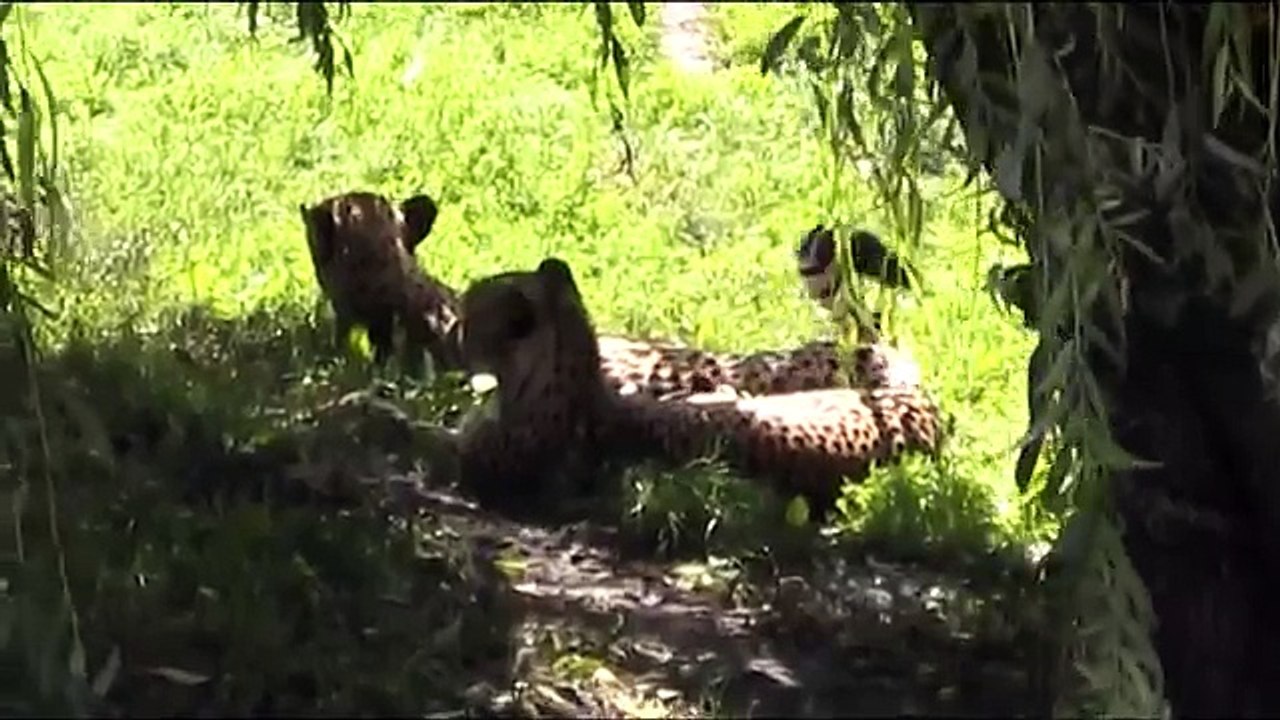 Zoo Opole Cats