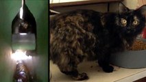 Stray Cat Survives Living Under Boat Dock For A Week