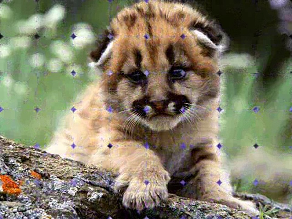 Grands fauves d'Afrique & leurs petits - compo Emmène toi par Ben