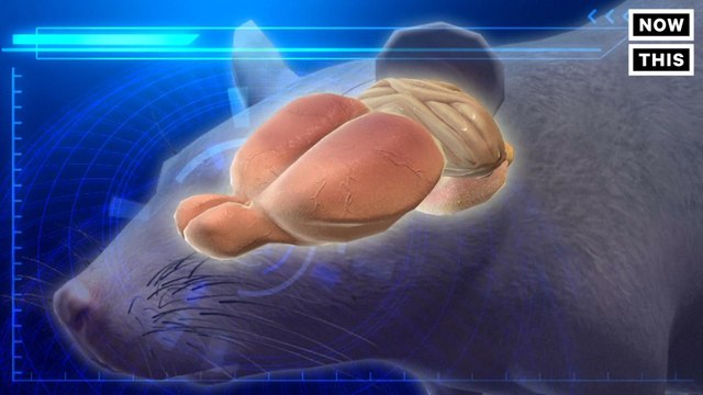 Researchers Have Successfully Stopped Alzheimer's From Developing In Mice