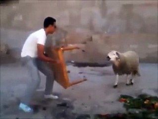 la cabra loca XD humor