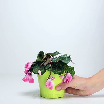 Elle conserve les pelures de bananes et le marc de café! Ce qu'elle en fait C'est MAGIQUE!