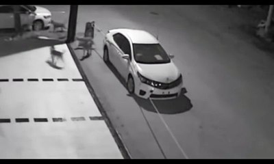 Stray Dogs Destroy Parked Car In Turkey