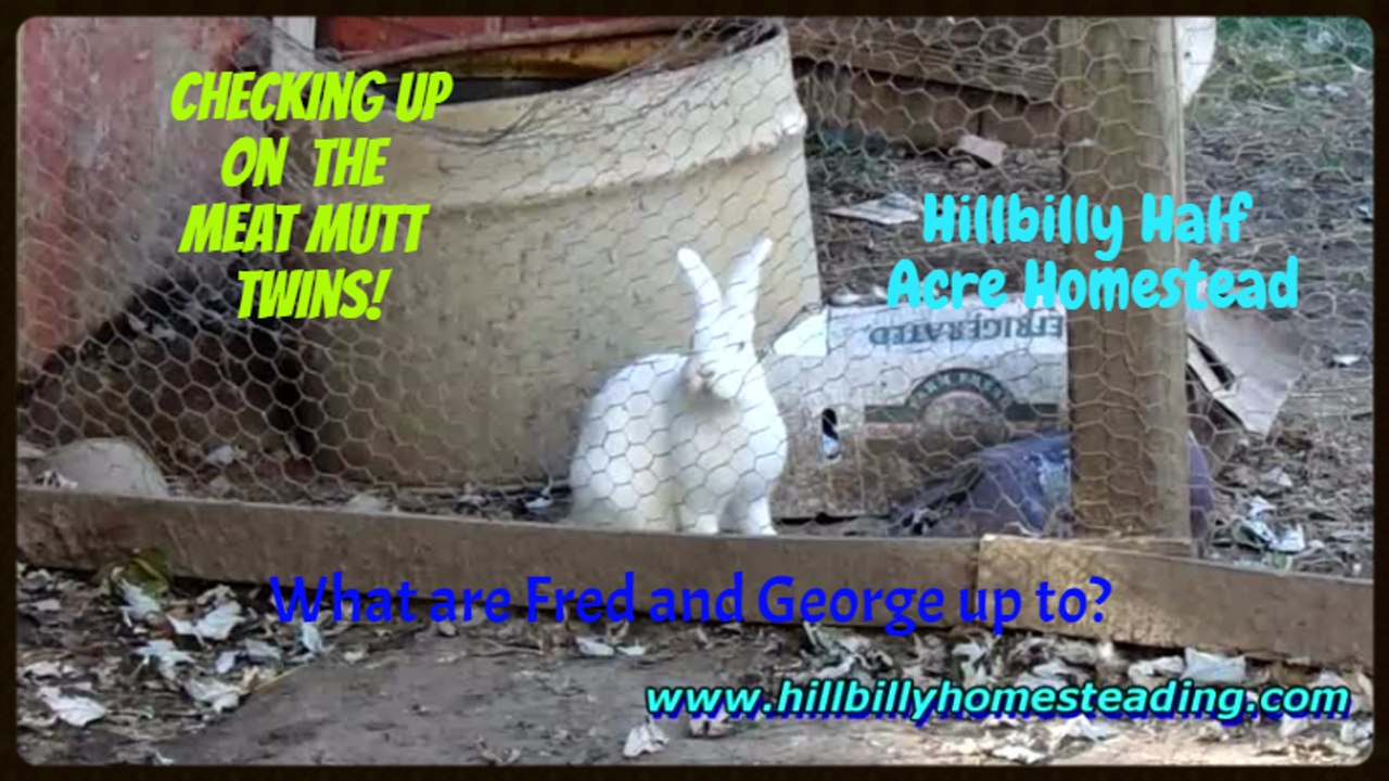 Free Range Rabbits - Catching Fred and George, the Free Range Meat Mutts Rabbits, in Their Natural Habitat.mp4