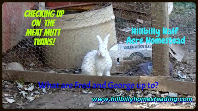 Free Range Rabbits - Catching Fred and George, the Free Range Meat Mutts Rabbits, in Their Natural Habitat.mp4