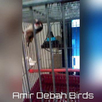 كيفية ترويض ( تعويد ) طائر الحسون ( المقنين ) والهجين (الميلي) على الانسان