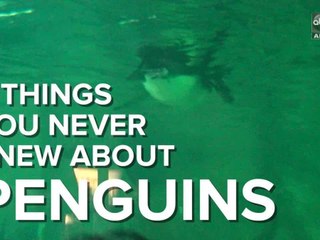 5 things you never knew about penguins - ABC15 DIGITAL
