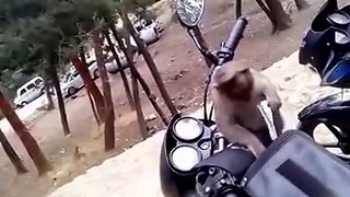 Top Funny Videos 2016 | funny monkey videos for kids