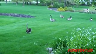 Cat Vs Goose Funny Animals Attack Clips