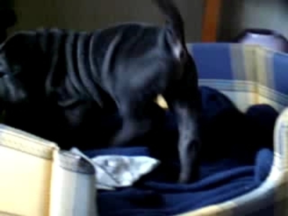 Sharpei - Repos bien mérité