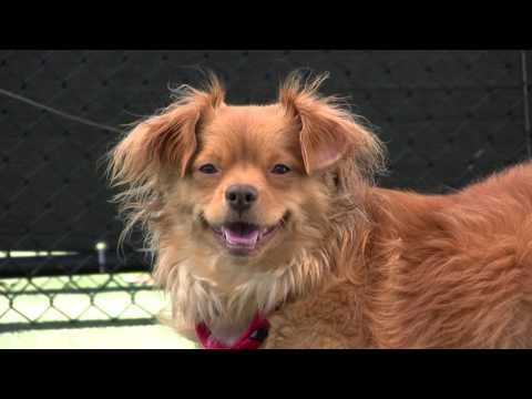 Cute Shelter Dog Likes to Hear His Name