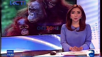 8 Orangutan Dilepas ke Alam Bebas di Kalimantan