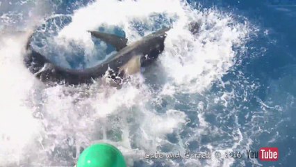 Un requin blanc entre dans la cage d'un plongeur ! Incroyable!!!