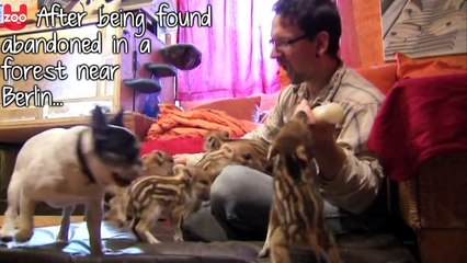 Bulldog Adopts Wild Baby Boars