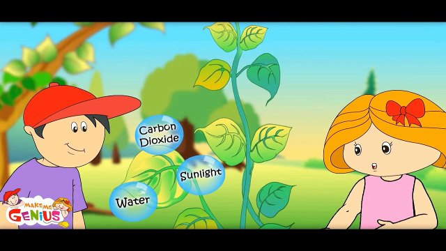 Photosynthesis in plants Animation for Kids !