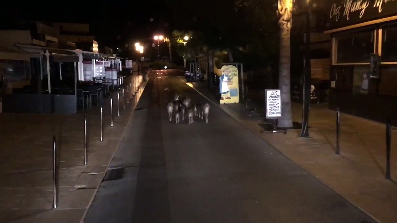 Quand une dizaine de sangliers se balade en plein centre-ville