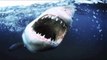 5 Brutal & Horrific Shark Attacks On Humans