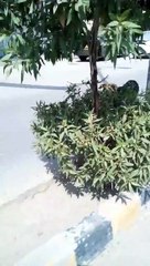 A Dog Holding A New Born Baby And Running On The Roads Of Karachi