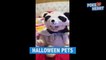 Les animaux aussi se déguisent pour Halloween - Compilation d'animaux hilarants