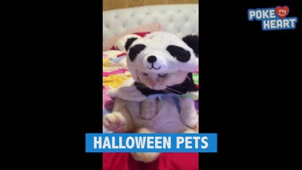 Descargar video: Les animaux aussi se déguisent pour Halloween - Compilation d'animaux hilarants